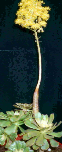 aeonium arboreum z kwiatem